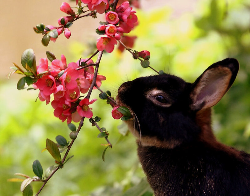 Black Rabbit Eating Flowers