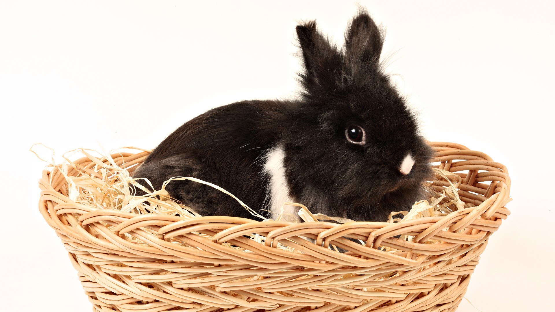 black rabbit in a basket