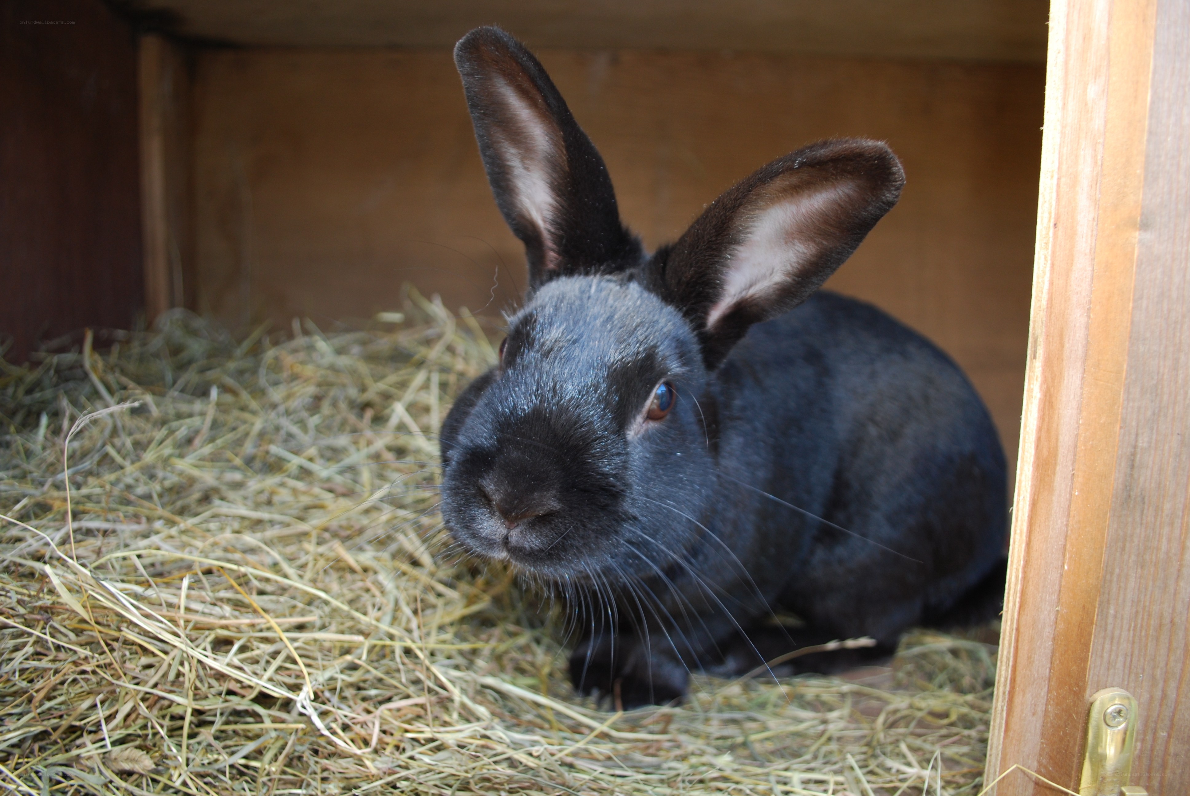 black rabbit in a hutch