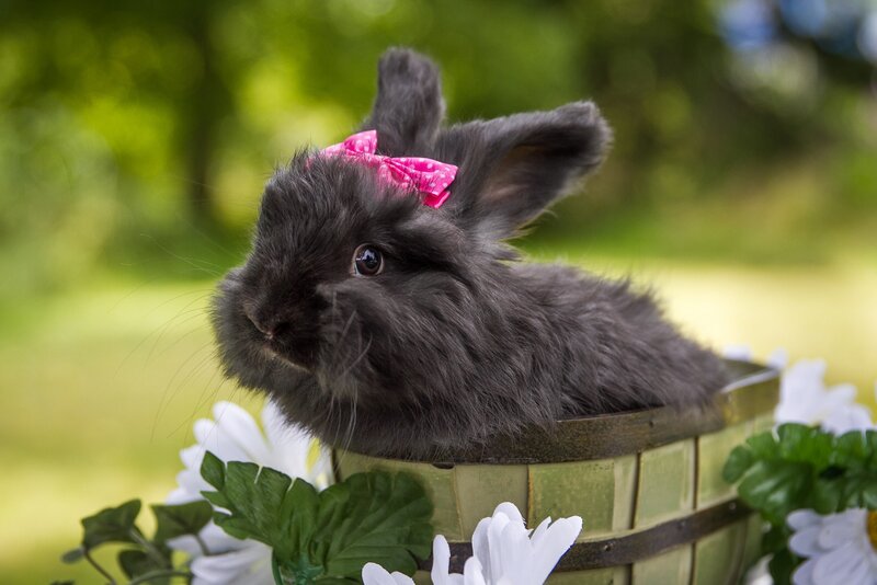 Black Rabbit in Basket — Gray