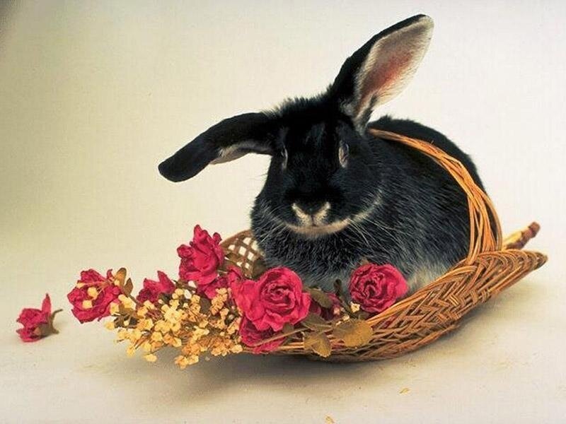 Black Rabbit in Basket