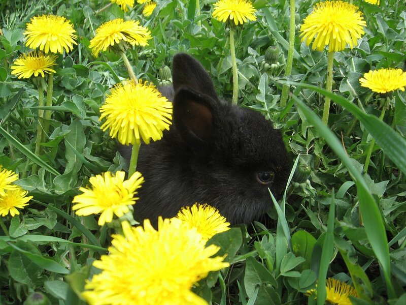 Black Rabbit in Dandelions