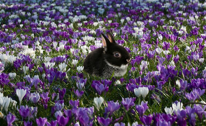 Black Rabbit in Flowers
