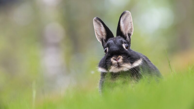 Black Rabbit in Grass — Green, Calm, Morning