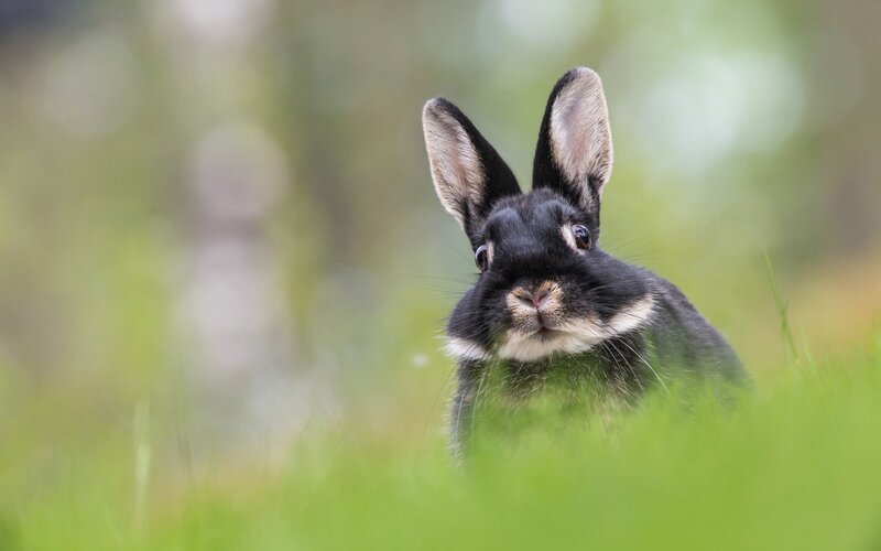 Black Rabbit in Grass — Green, Calm