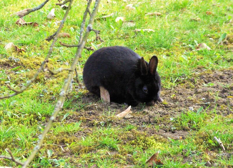 Black Rabbit in Grass — Green