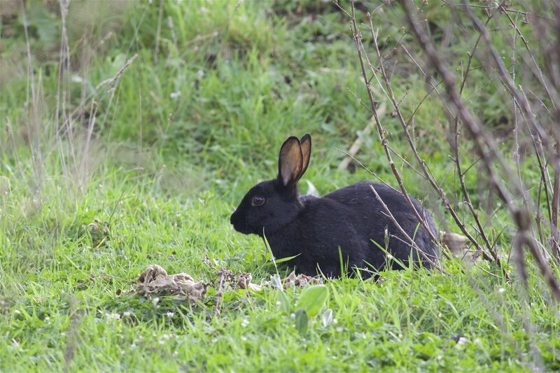 black rabbit in grass