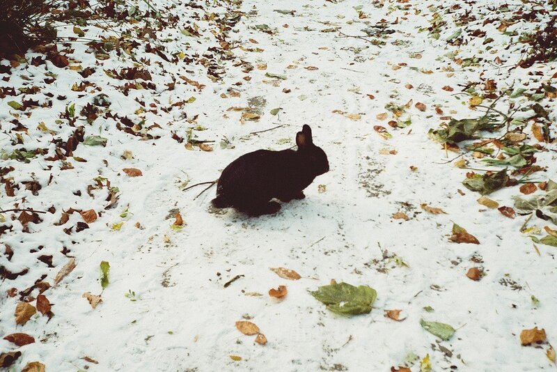 Black rabbit in snow