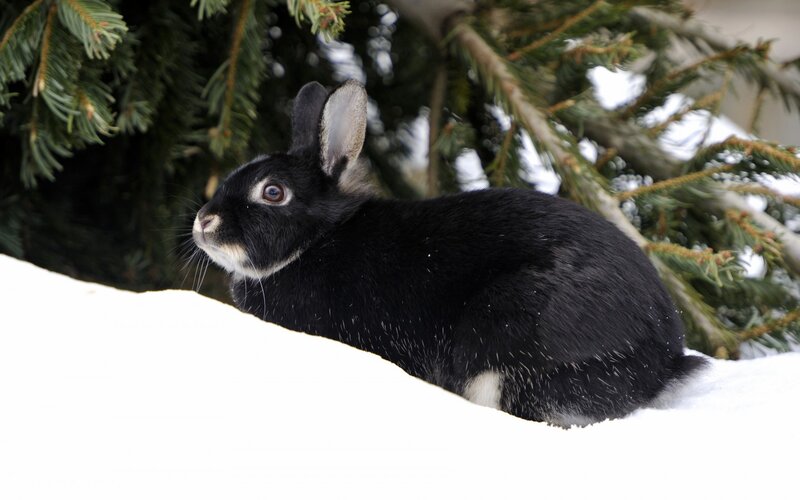 Black Rabbit in Snow — Calm
