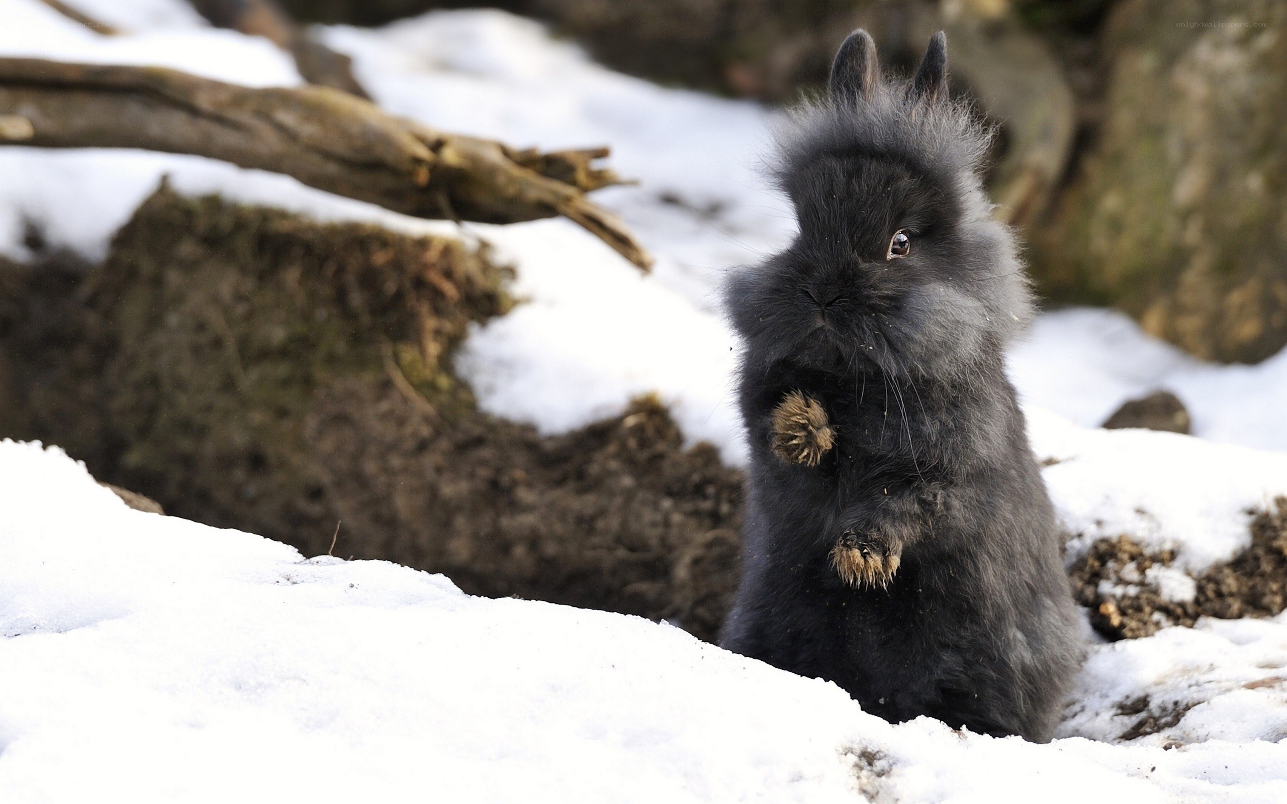 Black rabbit in the snow