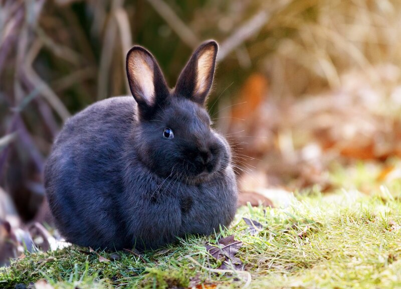 Black Rabbit on Grass