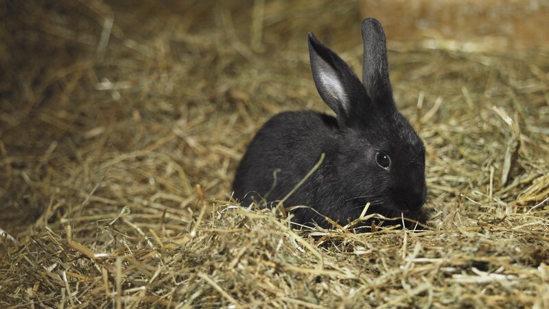 black rabbit on hay