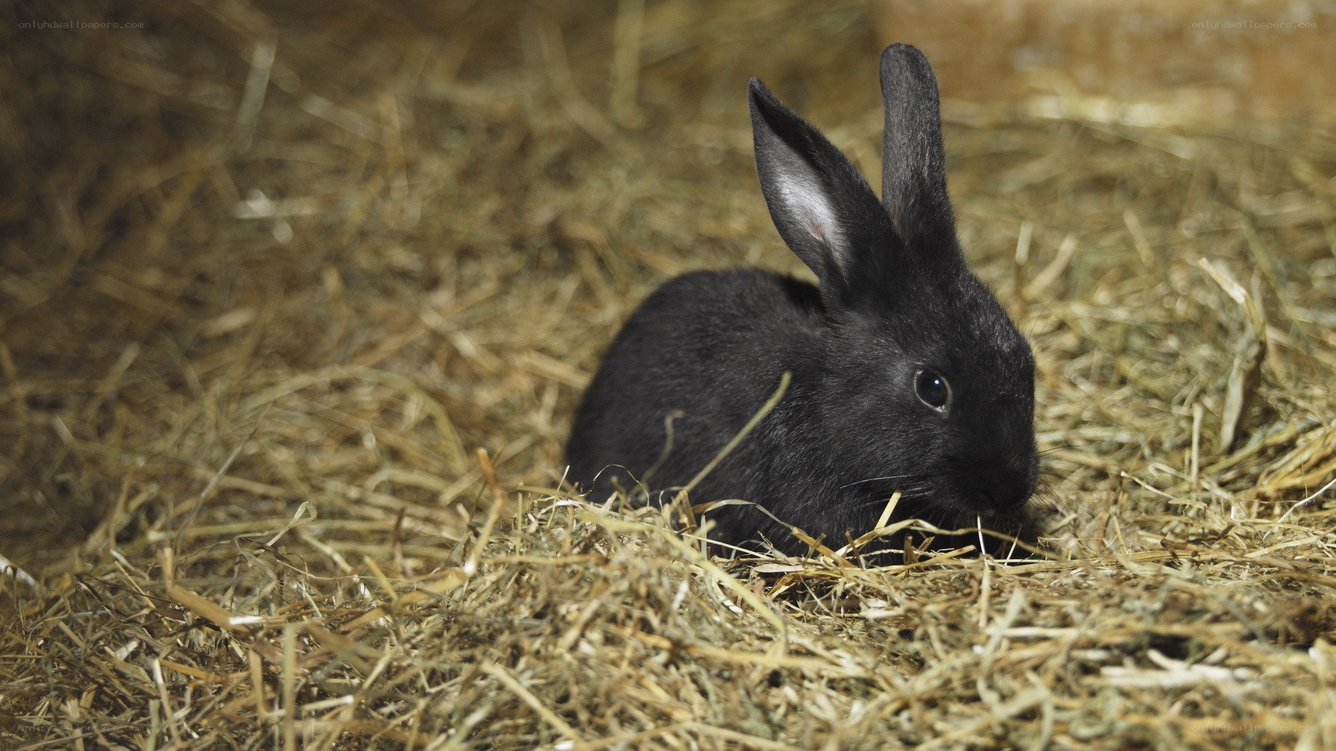 black rabbit on hay