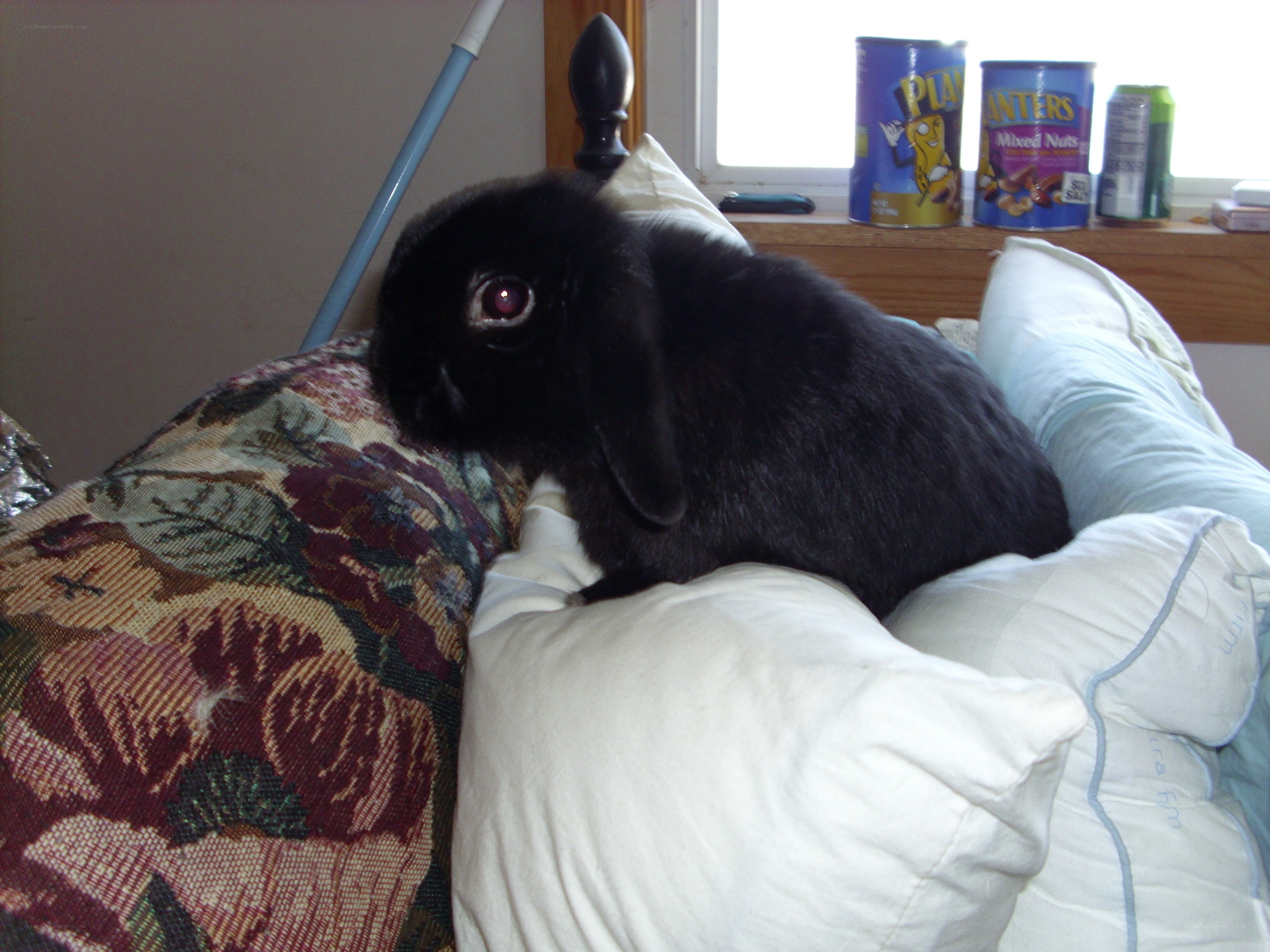 black rabbit on pillows