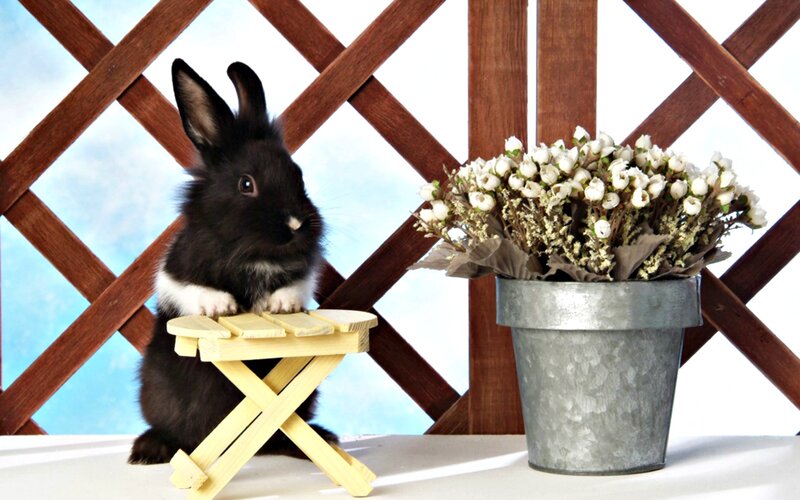 Black Rabbit on Stool