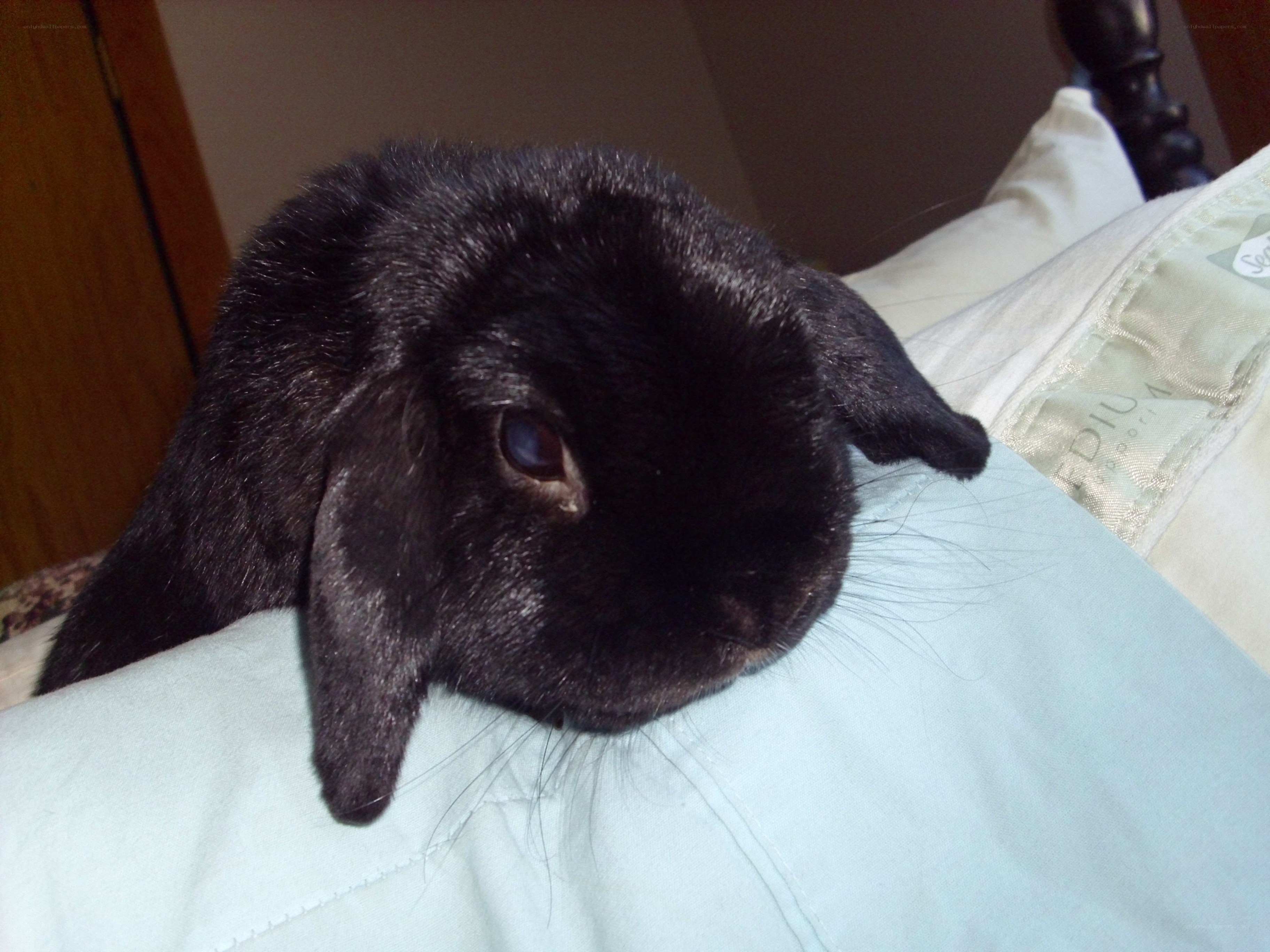 black rabbit resting on pillow