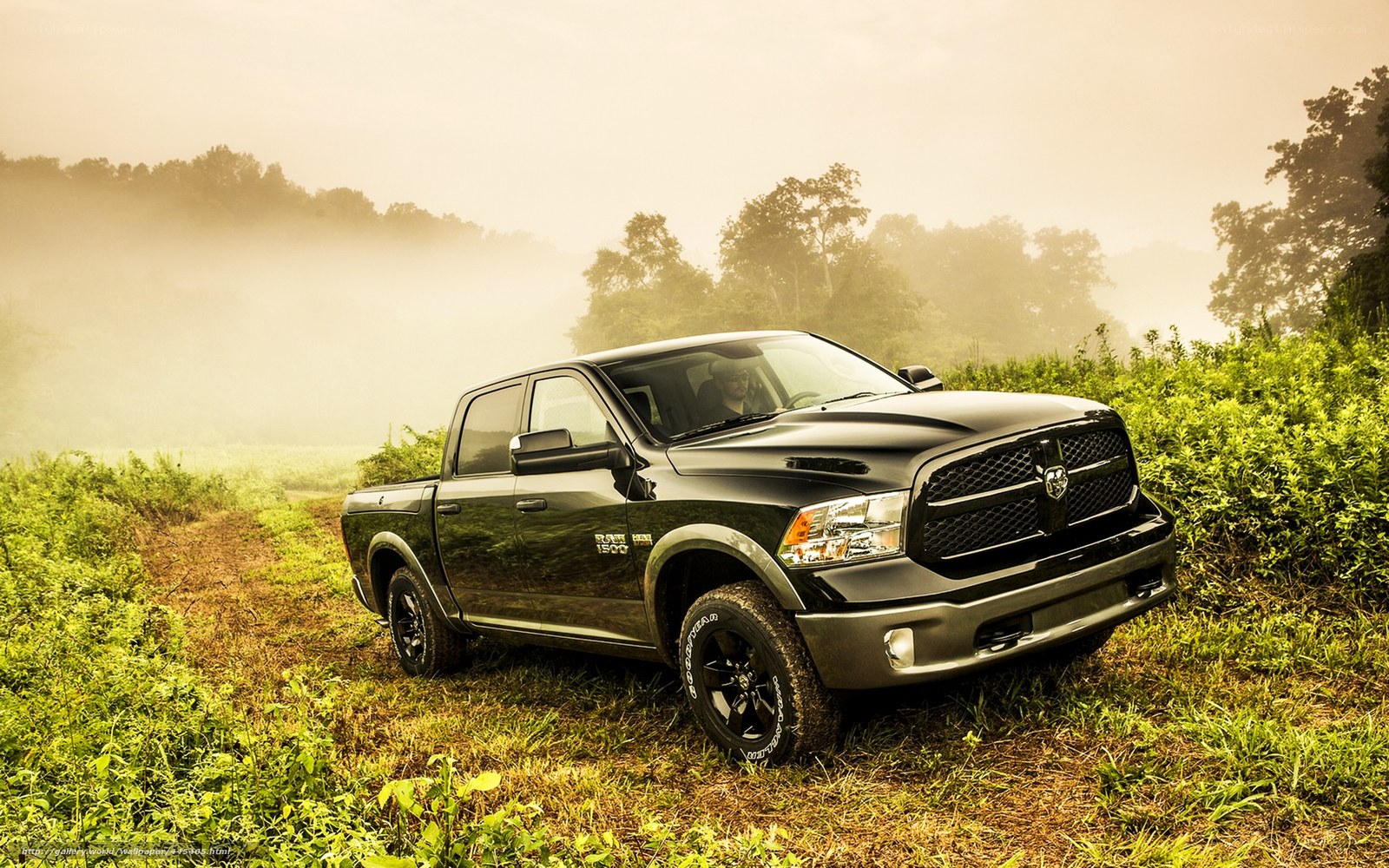 Black Ram 1500 in a misty field