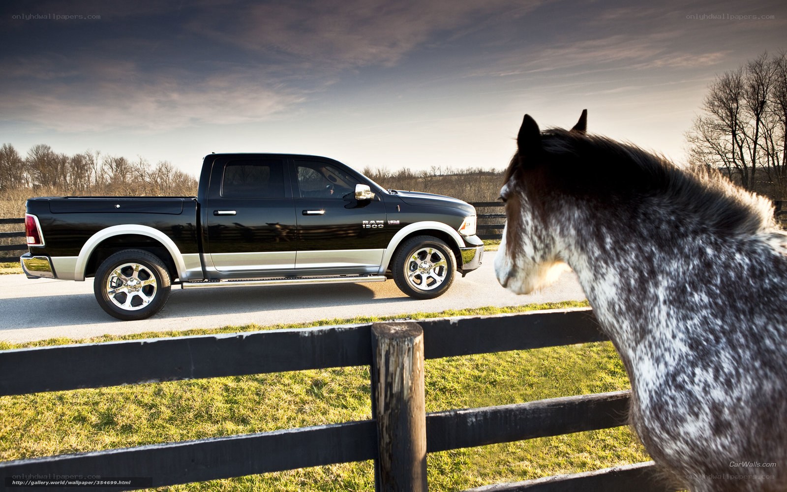 Black Ram truck with horse