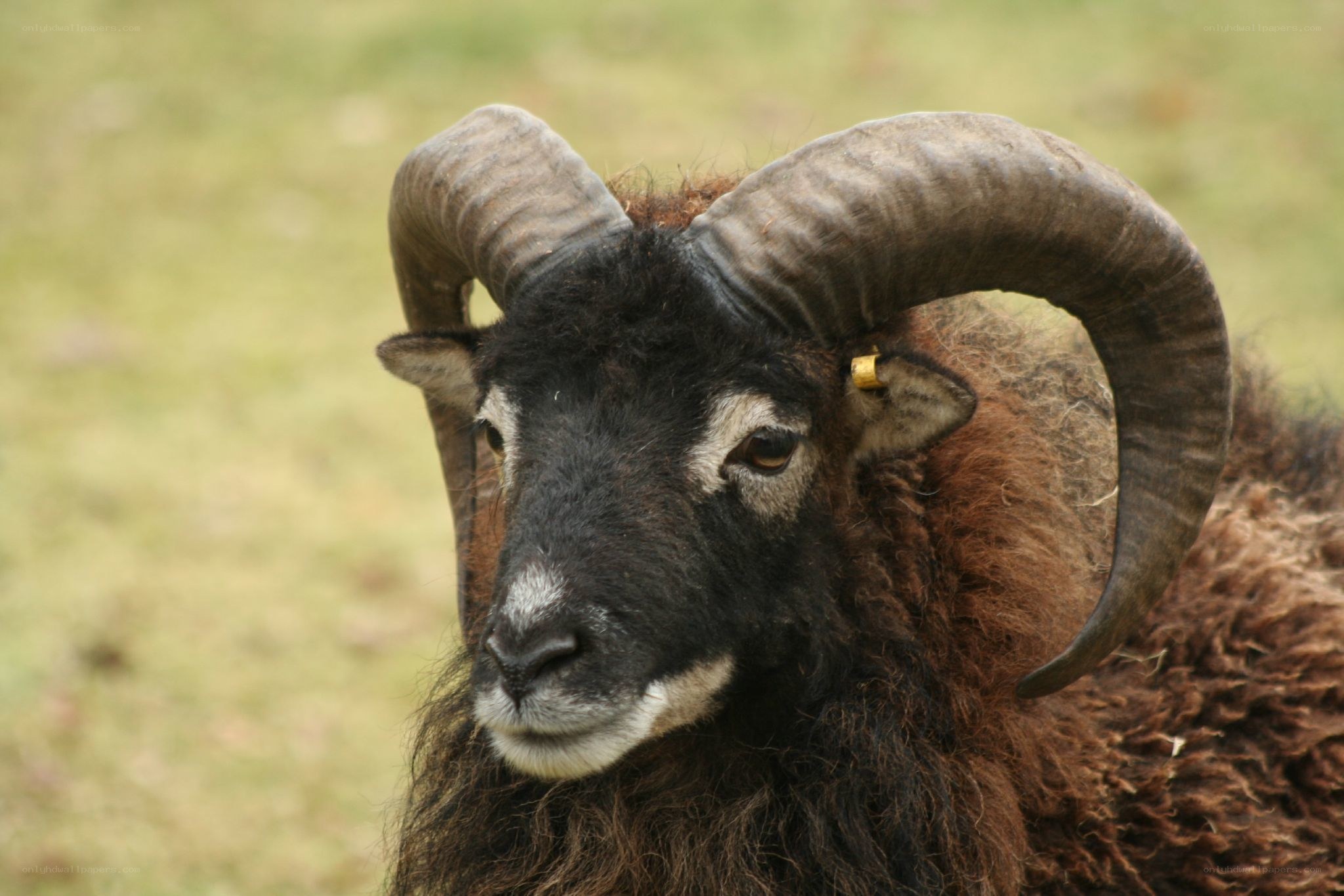 black ram with curved horns