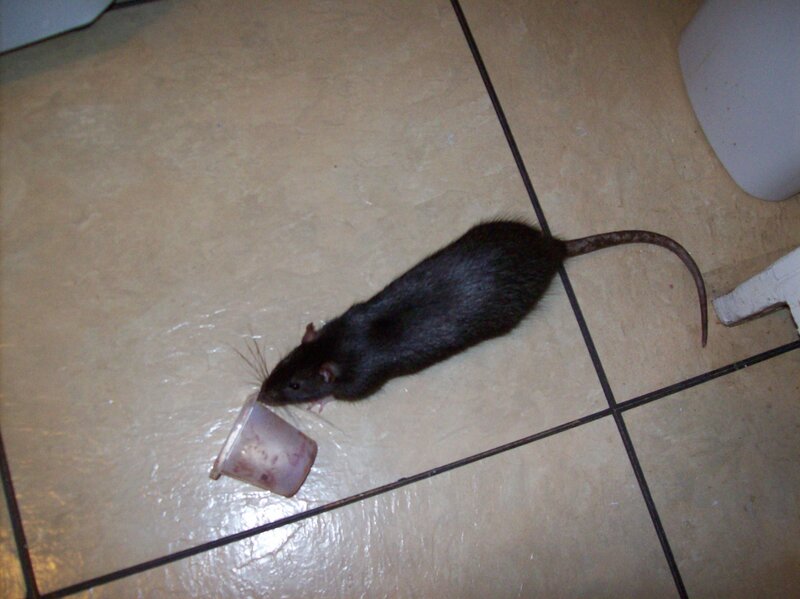 Black Rat Eating