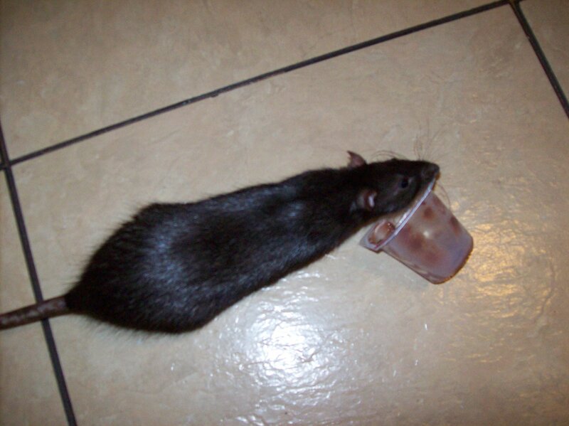 Black Rat Eating Yogurt