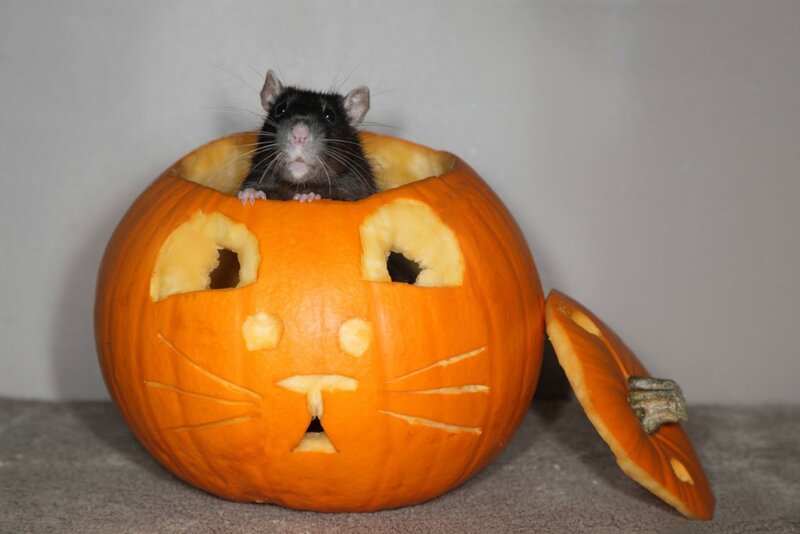 Black Rat in Pumpkin