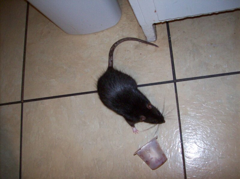 Black Rat on Floor — Brown