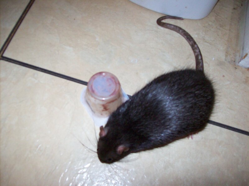 Black Rat on Floor — Neutral