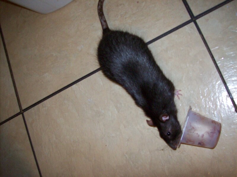 Black Rat on Floor