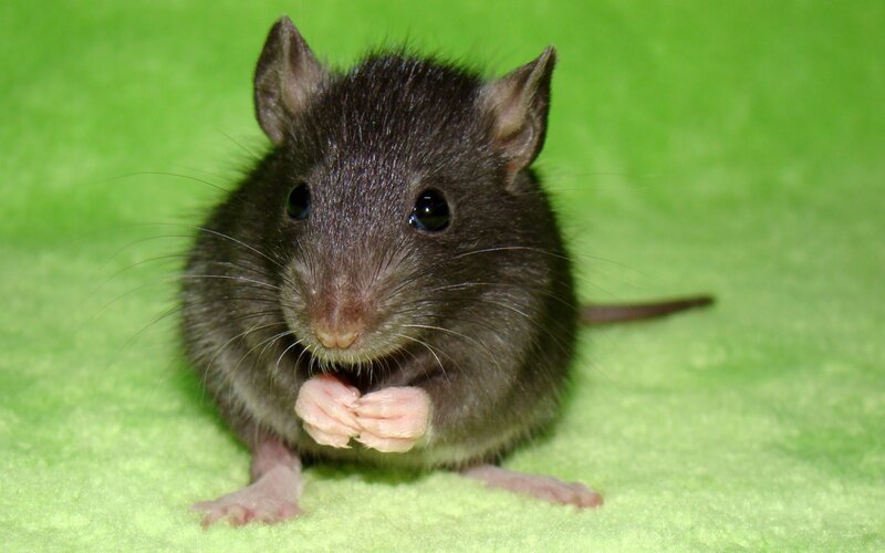 Black Rat on Green Surface — Calm