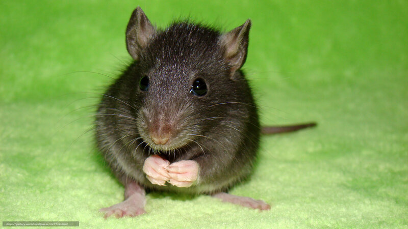 black rat on green surface