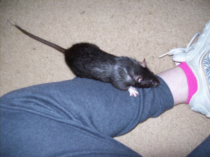 Black Rat on Leg