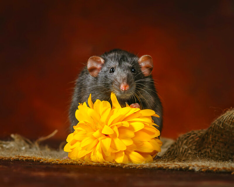 Black Rat with Yellow Flower