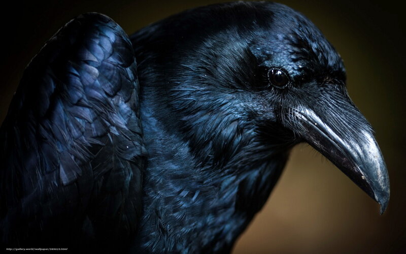 Black Raven in Close-up