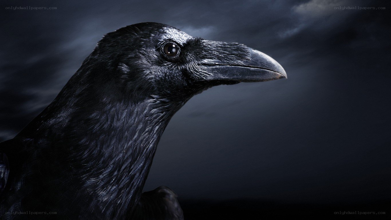 black raven in dark sky