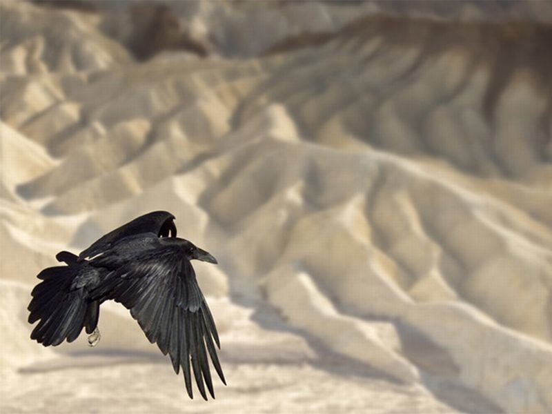 Black Raven in Flight — Dramatic