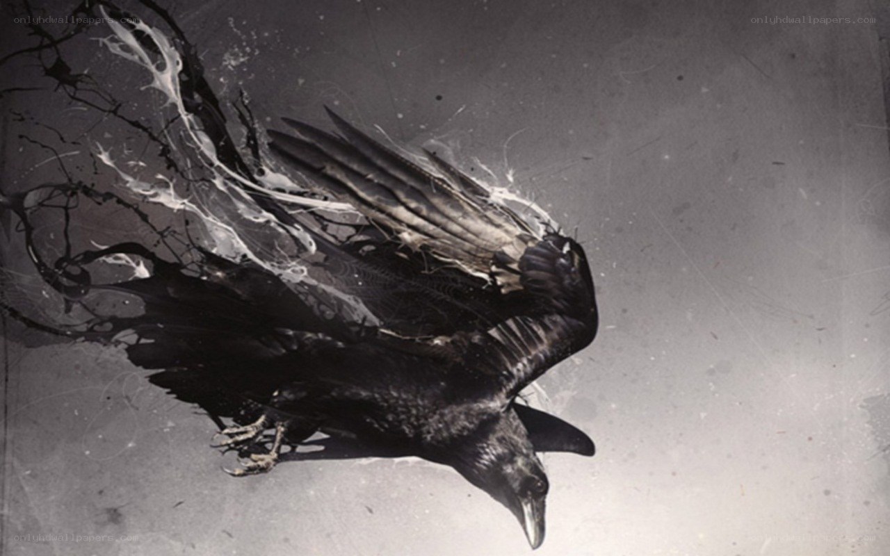 Black raven in flight