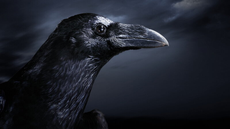Black Raven in Profile — Dramatic, Night, Photograph, Dark Sky