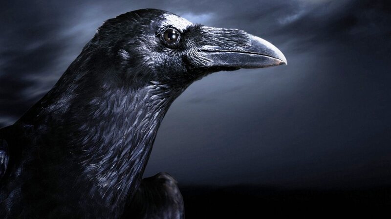 Black Raven in Profile — Dramatic, Night, Photograph