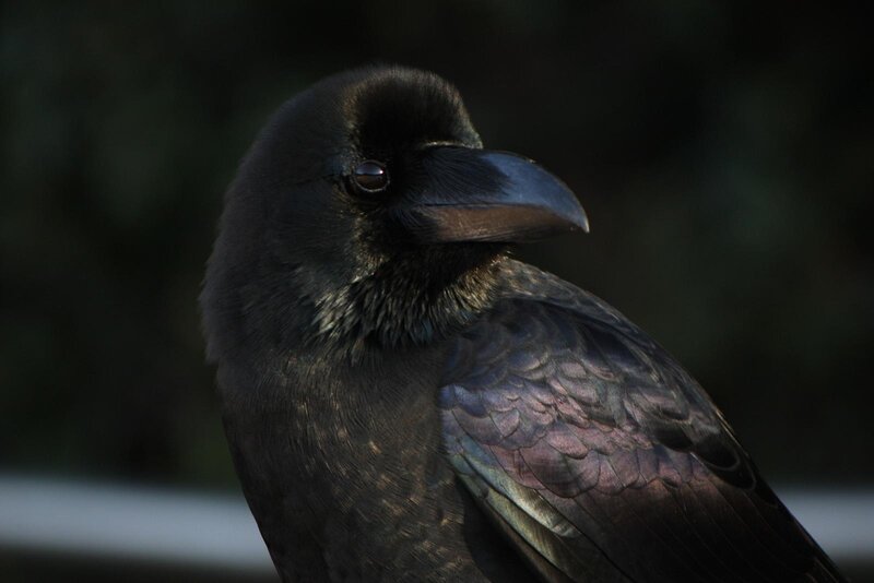 Black Raven in Profile — Dramatic, Photograph