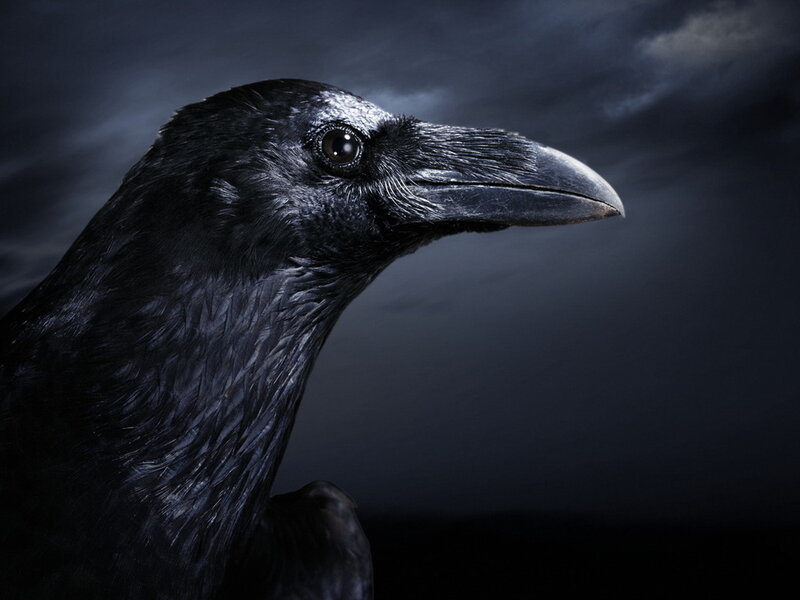 Black Raven in Profile — Dramatic