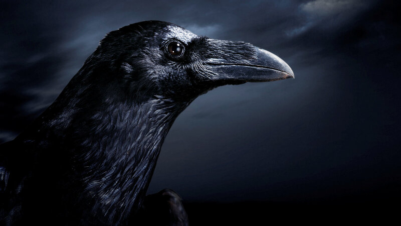 Black Raven in Profile