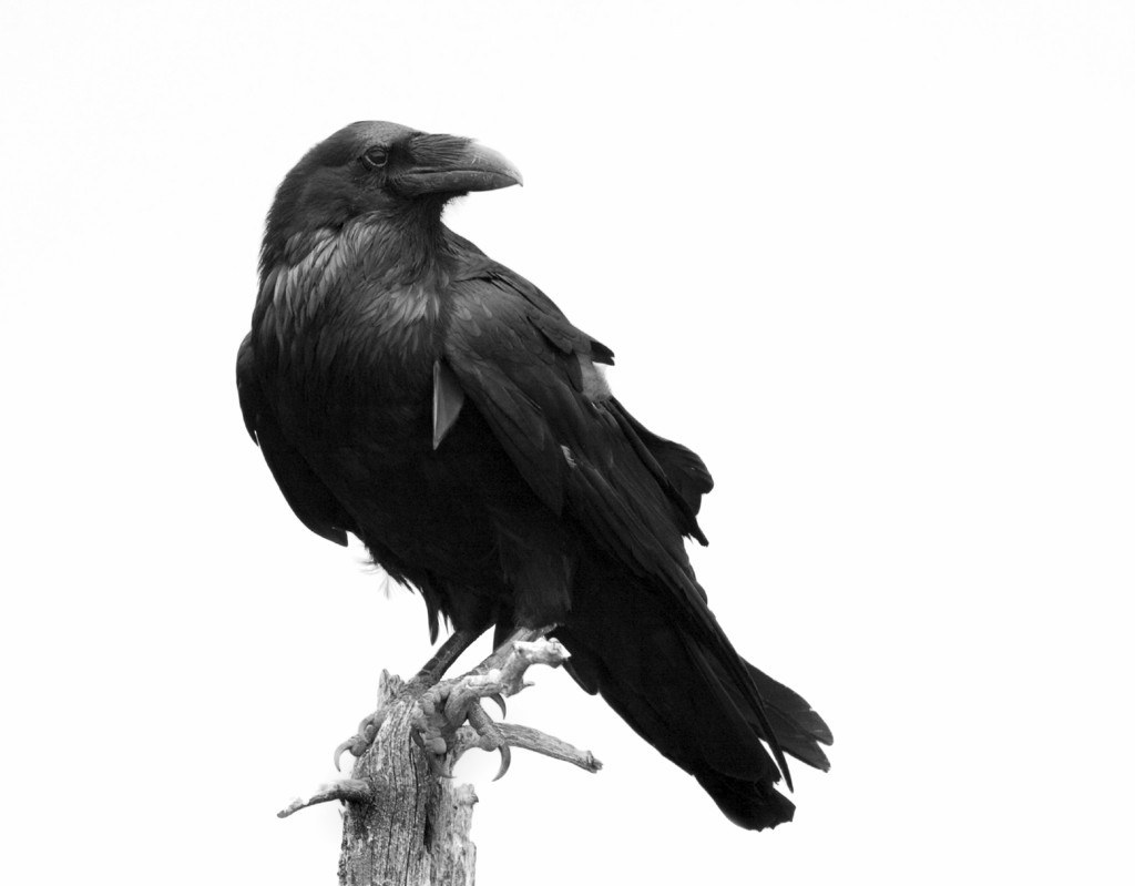black raven on a branch