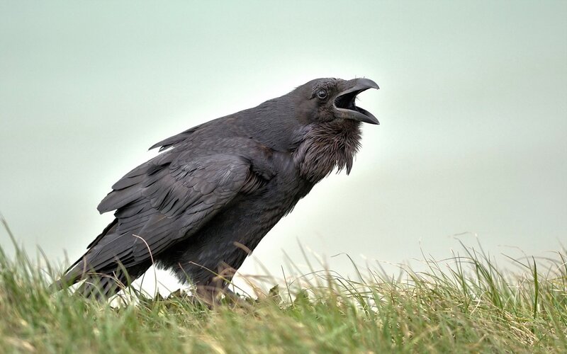 Black Raven on Grass