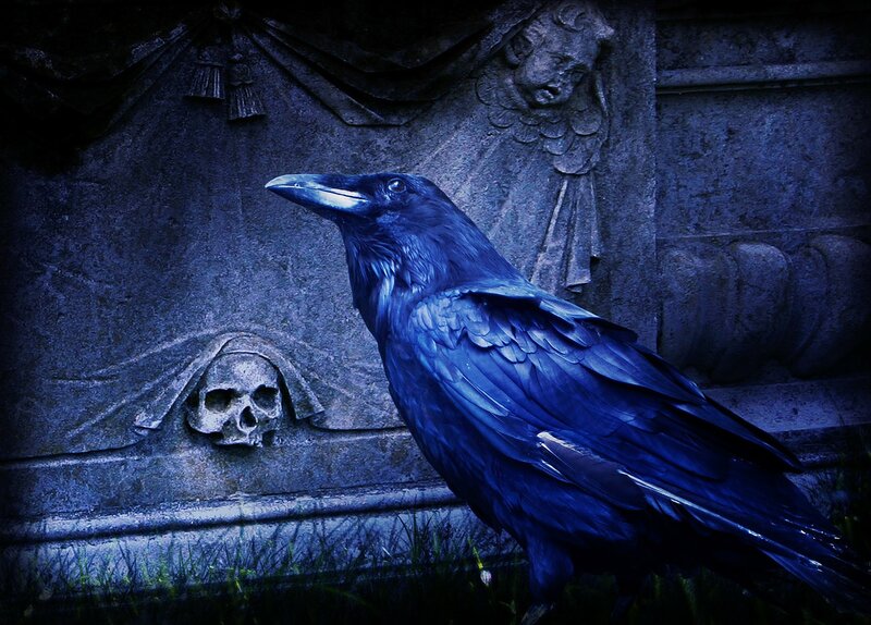 Black Raven on Gravestone