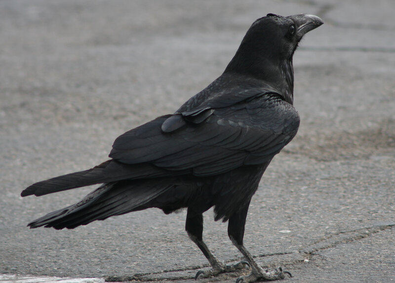 black raven on pavement