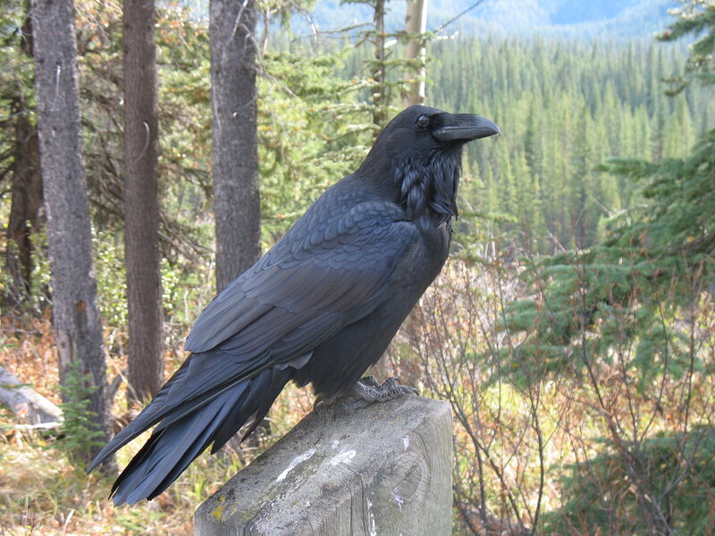 Black Raven on Post