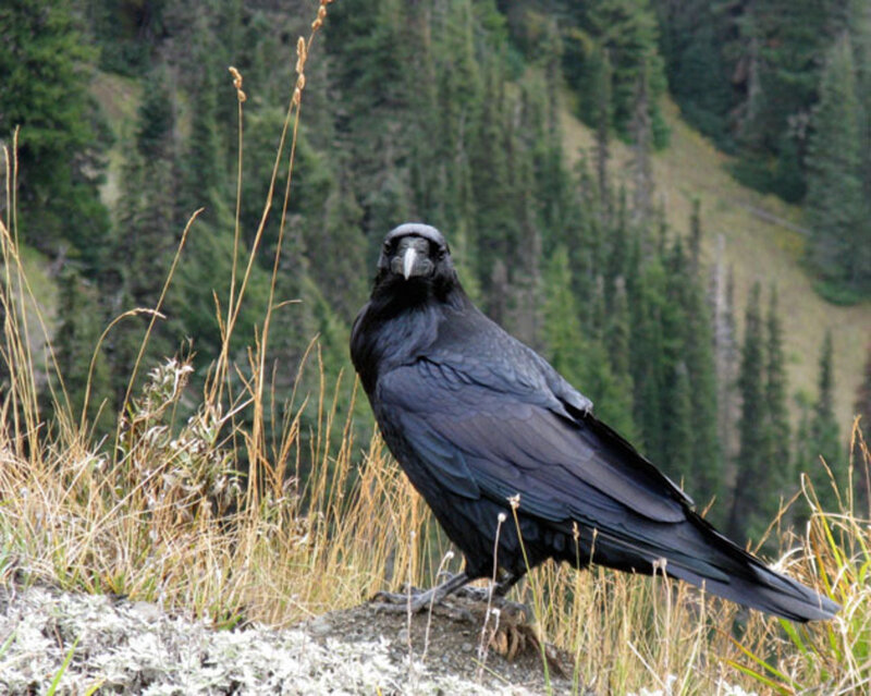 Black Raven on Rock