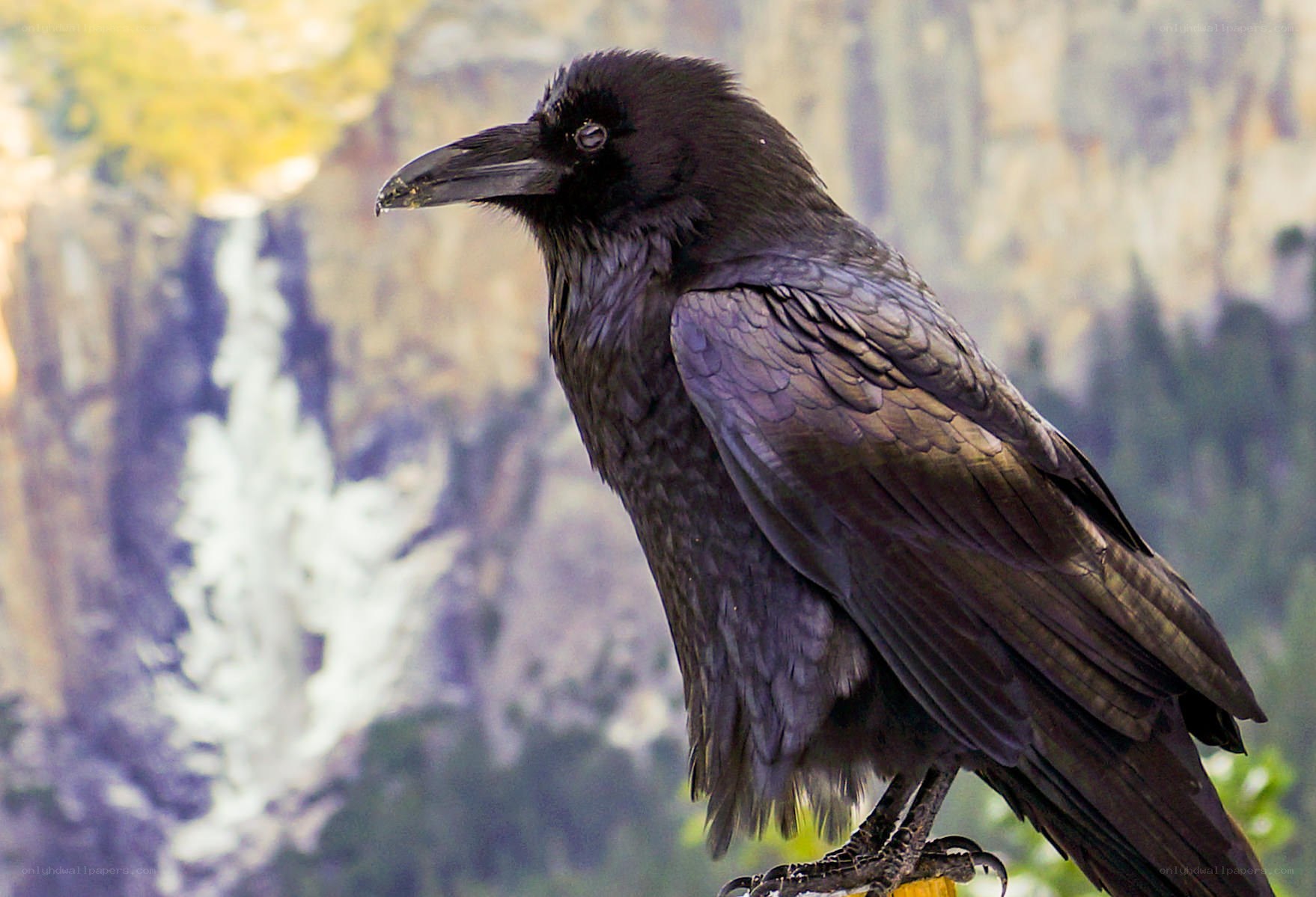 Black raven perched on branch