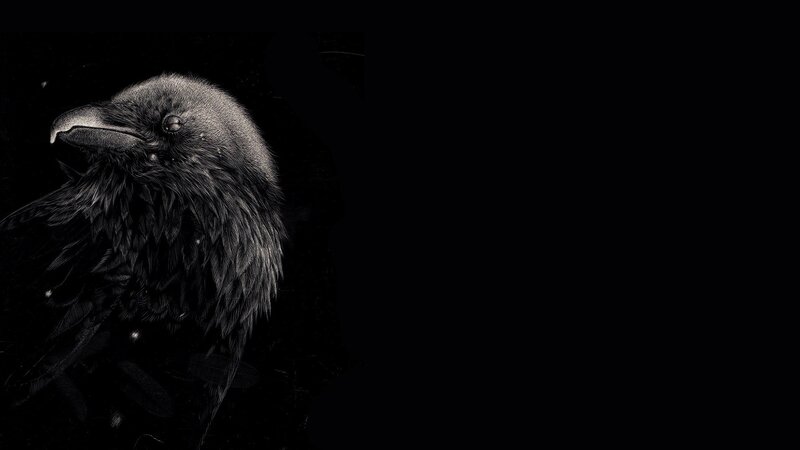 black raven portrait